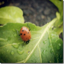 ladybugs 42912