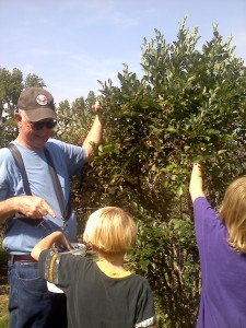 Picking blueberries at Shuqulak Farms