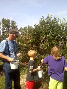 Blueberry Picking at Shuqulak Farms