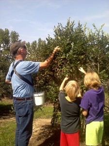 Blueberry Picking at Shuqulak Farms